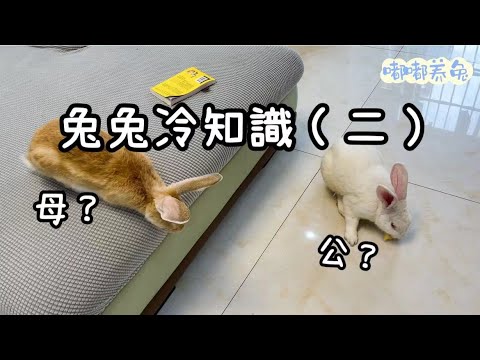 兔子男女