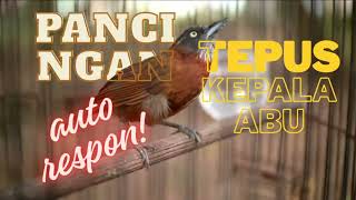 Download lagu Pancingan tepus kepala abu//masteran//murai batu masteran mp3 Download lagu Pancingan tepus kepala abu//masteran//murai batu masteran mp3