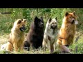 Eurasier - Eurasier - Raza de Perro