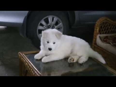 White husky woolly coat
