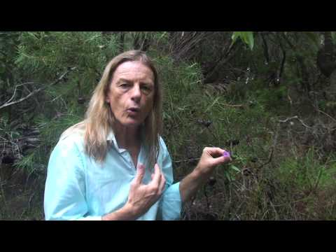 download lagu mp3 mp4 Australian Bush Flower Essences Fringed Violet, download lagu Australian Bush Flower Essences Fringed Violet gratis, unduh video klip Australian Bush Flower Essences Fringed Violet