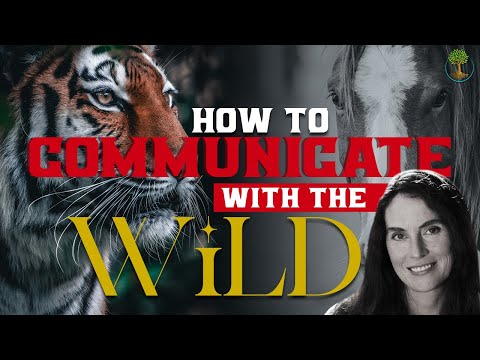 How To Communicate With The Wild | Anna Breytenbach
