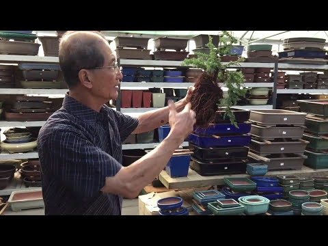 How to create A Juniper Cascade Bonsai in around 15 mins!