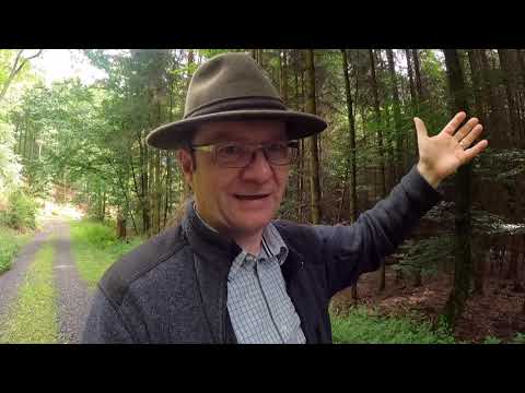 Waldbauerbericht: Borkenkäfer befallen Fichtenbestand im Grund, trotz Regenjahr