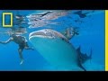 Is Swimming With These Endangered Whale Sharks Helping or Hurting Them? | National Geographic