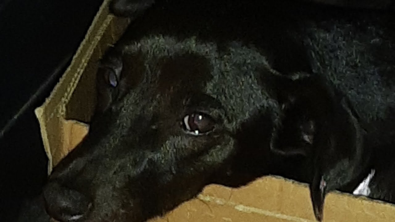 Minha dona favorita é humana (Pretinha) está ao vivo!
