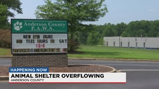 Upstate animal shelter nearing capacity