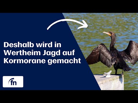 Deshalb wird in Wertheim Jagd auf Kormorane gemacht - by Fränkische Nachrichten