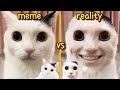 Human Face Cat Story Jermbo Cat
