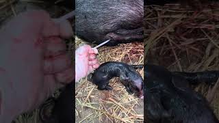 Nascimento de dois leitões !!