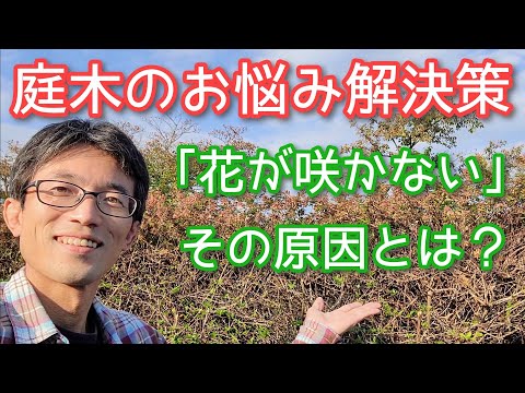 ラッパの花が咲かない3つの理由 植物