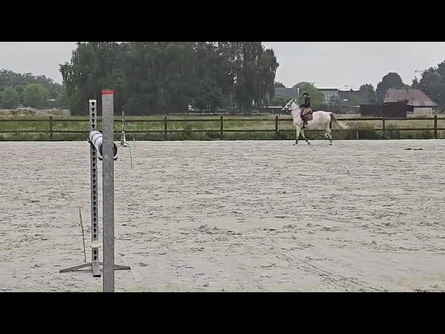 Jument d'exception en saut d'obstacles + excellent &eacute;lev