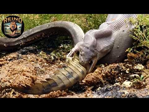 Kaziranga: Deadly Predator Duel #wildanimals | Reino Animal