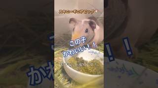 ［癒し］案外難しい⁉︎モルモットの毛がない子⁉︎スキニーギニアピッグ！