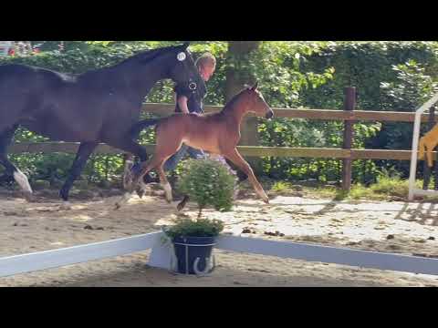 SF v. For Romance I OLD-De Niro