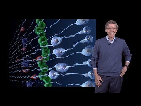 Arnold Kriegstein (UCSF) 1: Outer Subventricular Zone Radial ...