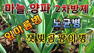 [텃밭농부.952]  마늘. 양파밭에 잎마름병, 노균병, 잿빛곰팡이병 2차 방제 #마늘재배 #양파재배