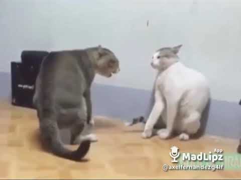 Macri el gato madlipz