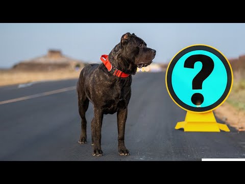 Presa Canario Training Tips by Professional Trainer #SoCalPresa