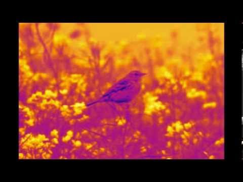 Rugilė Daujotaitė - Skylark