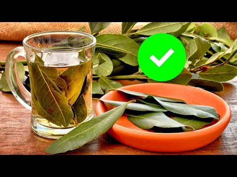 Qué le hace el LAUREL a tu cuerpo. ¿Cómo aprovechar TODOS los BENEFICIOS de la hoja de LAUREL?.