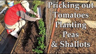 How to Prick out Tomato Plants : Planting Peas & Banana Shallots