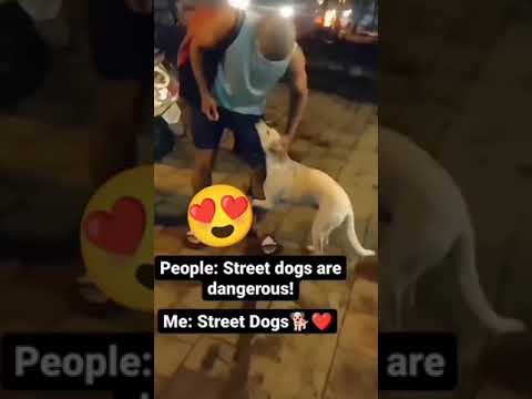 People = Street dogs are dangerous ! 😓