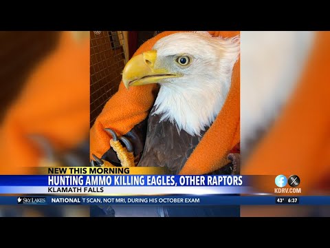 Wildlife experts warn lead bullets are harming birds of prey
