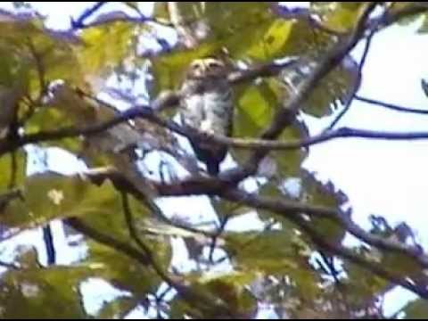 Athene blewitti Forest Owlet Melghat