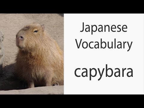 How to say "Capybara" in Japanese