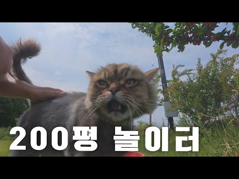 삶의 질 상위 0.1% 고양이 뭉치