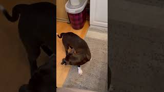 Video preview image #1 American Pit Bull Terrier-Unknown Mix Puppy For Sale in Hillsboro, MO, USA