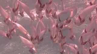 preview picture of video 'Żerujące ryby w Safadze'