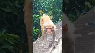 Download lagu bokeh full frame asli 1 jam 🚩 #shortsfeed #youtubeshorts #ytshorts #bokeh #viralshorts mp3