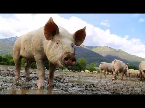 Udo Pollmer über Biolandwirtschaft