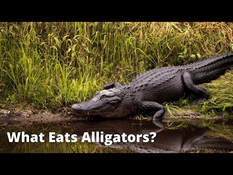 image-What time of day are alligators most active?