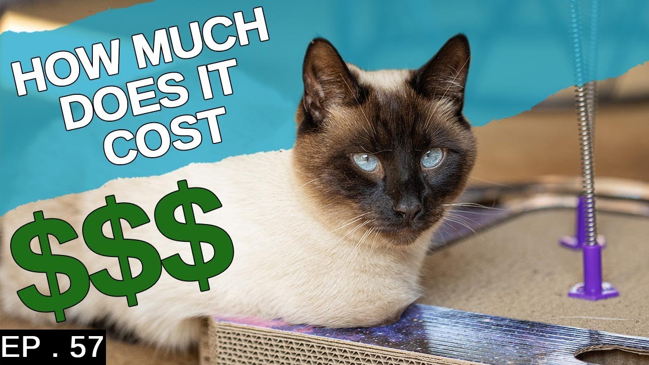 What is the average price of a Siamese kitten? Tipseri