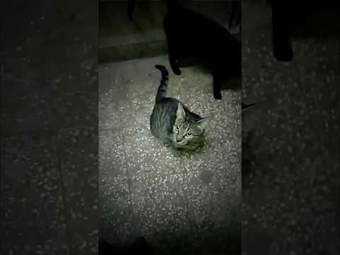 Cute Cat #catlover #animal Nazima Shaikh | Pet Matters #love