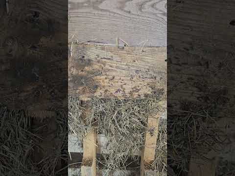 These are the pallets to put your horses feed on