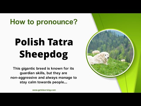 How to pronounce (Polish Tatra Sheepdog) in English Correctly
