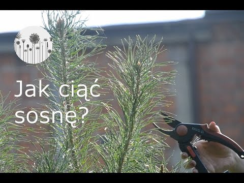 Cięcie sosny. Kiedy i jak przycinamy sosnę