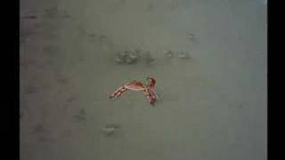 Jollyship the Whiz-Bang in "Walk With You"