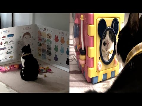 지가 정말 아기인 줄 아는 고양이