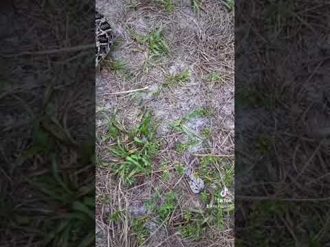 Eastern diamondback rattlesnake