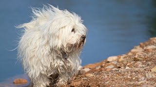 Havanese Puppy Training: Setting the Right Training Foundation