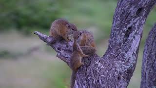 Tree Squirrel Family Morning Routine | Ranger Insights
