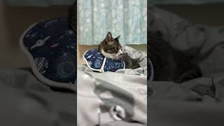 ゆ〜っくり目を閉じて寝るかと思ったら