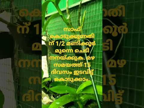 #short video #saaf# fungicide# rain#anithalndukumar#orchids  #youtube shorts