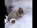 Raccoon cat food 