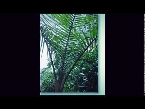 Chamaedorea, Bergpalme